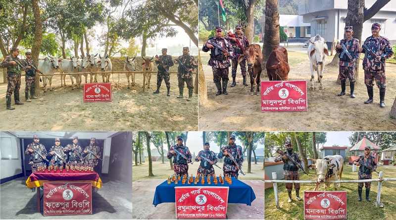 চাঁপাইনবাবগঞ্জ সীমান্তে ১১টি ভারতীয় গরু ও বিভিন্ন ব্রান্ডের ৬৬ বোতল  মদ জব্দ